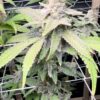 Jealousy Feminized Cannabis Strain
