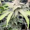 Jealousy Feminized Cannabis Strain