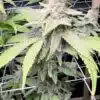 Jealousy Feminized Cannabis Strain