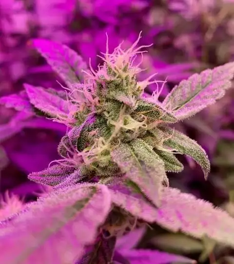 Apple Tartz Strain Review