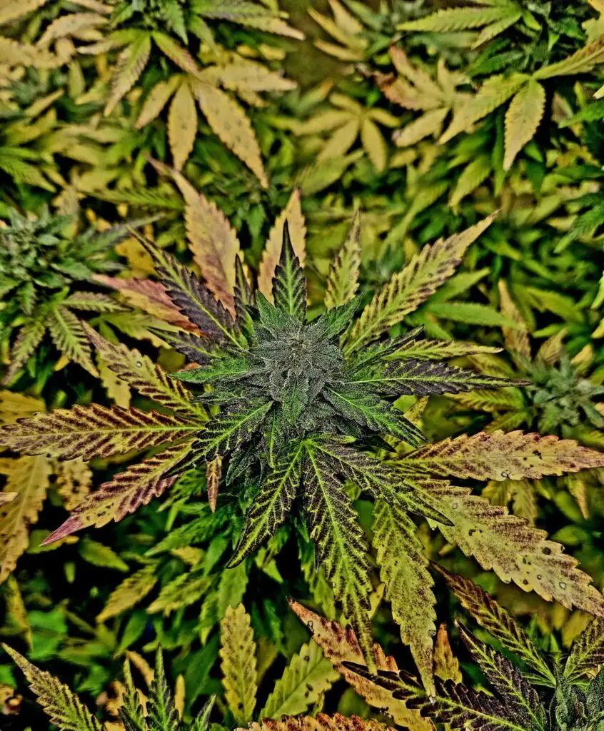 Black Truffle Strain Review