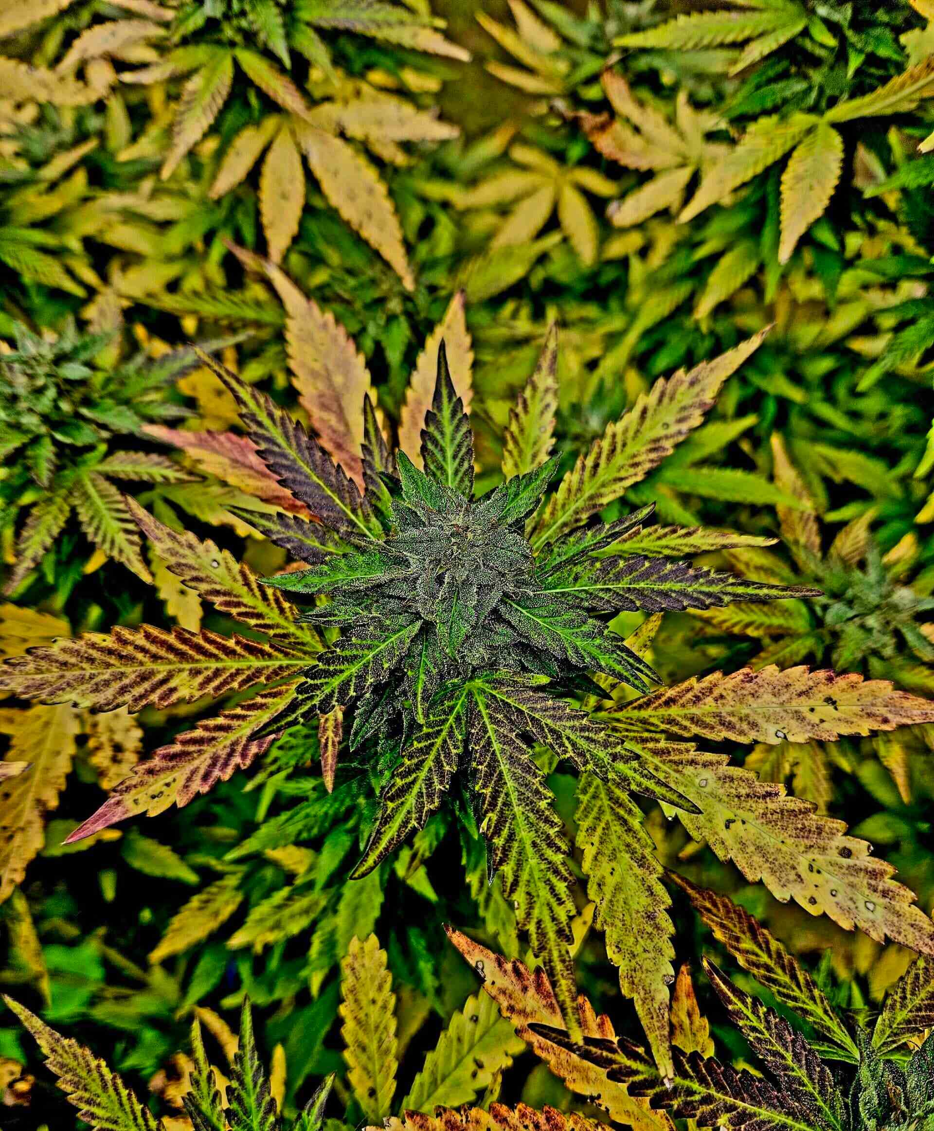 Black Truffle Strain Review