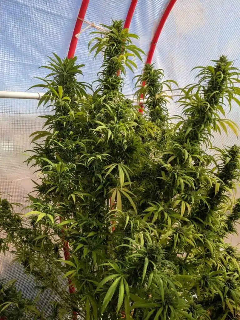 Tropic Thunder Strain Review