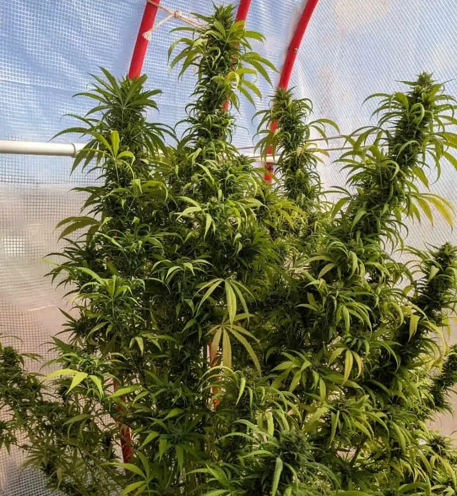 Tropic Thunder Strain Review