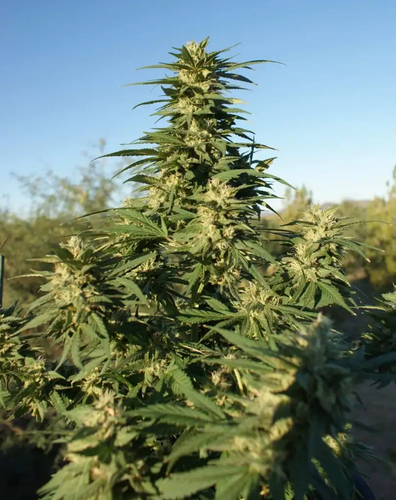 White Truffle Strain