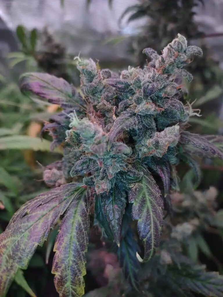 Strawberry Lemonade Strain Review