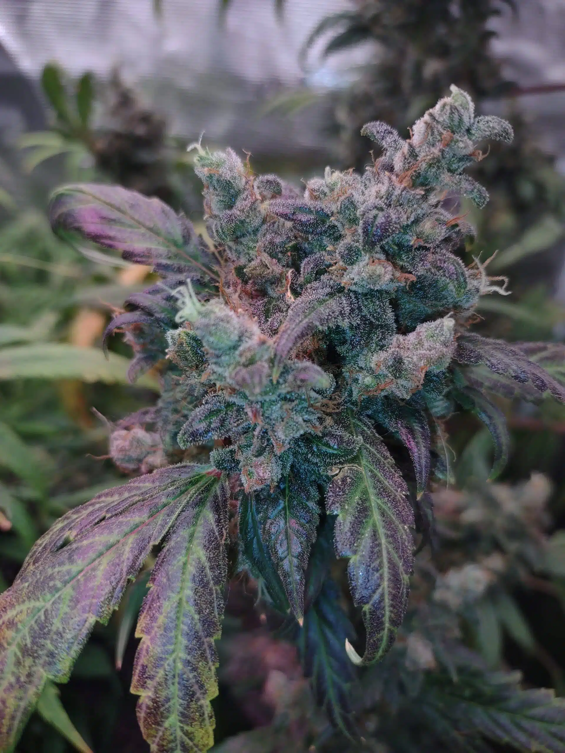 Strawberry Lemonade Strain Review