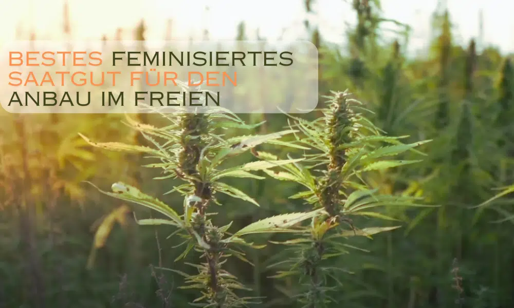 Bestes feminisiertes Samen für den Anbau im Freien