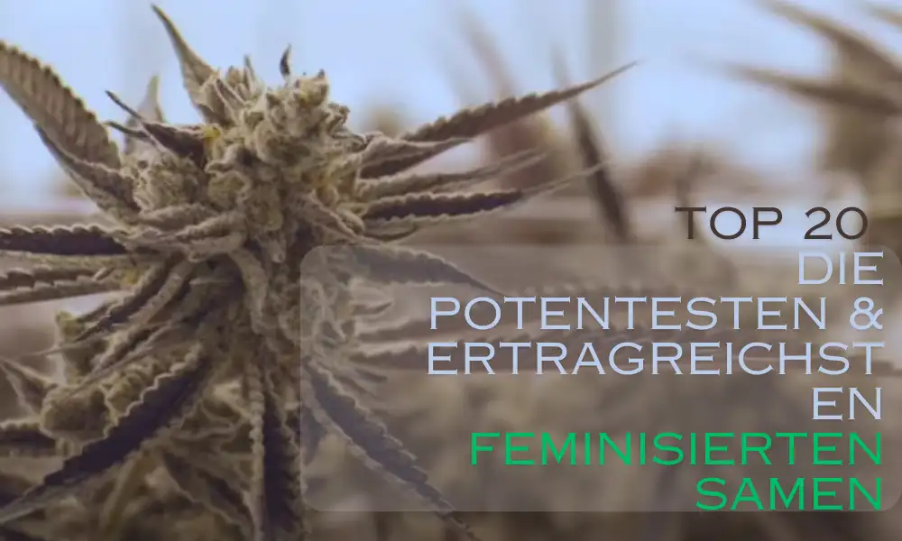 Top 20 Die potentesten & ertragreichsten feminisierten Samen