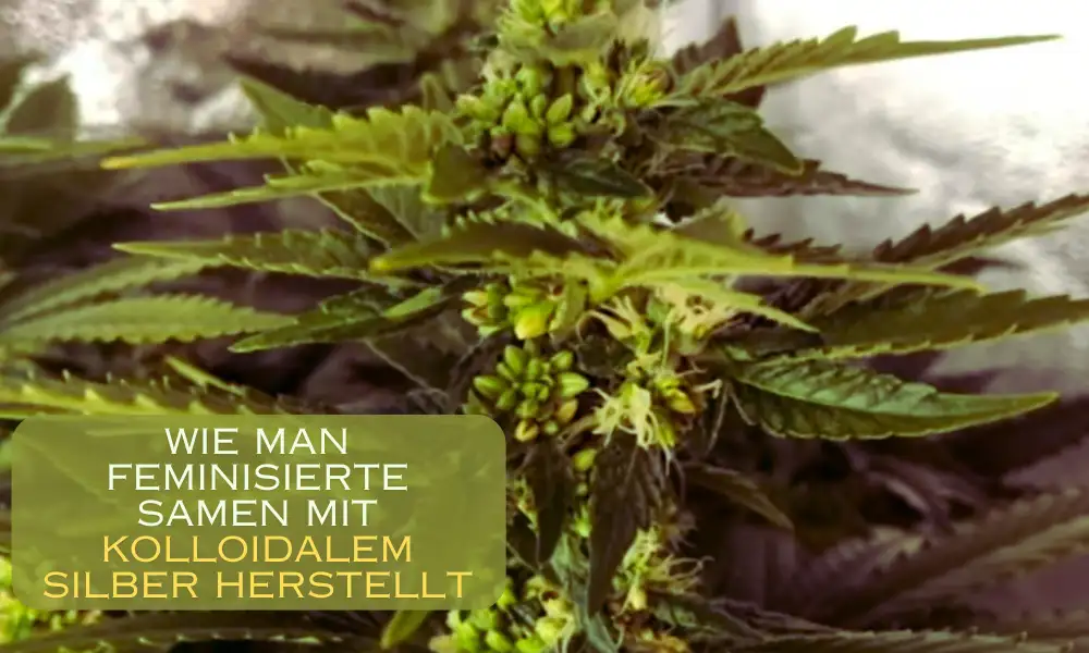 Wie man feminisierte Samen mit kolloidalem Silber herstellt