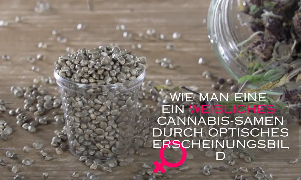 wie man eine ein weibliches Cannabis-Samen durch optisches Erscheinungsbild