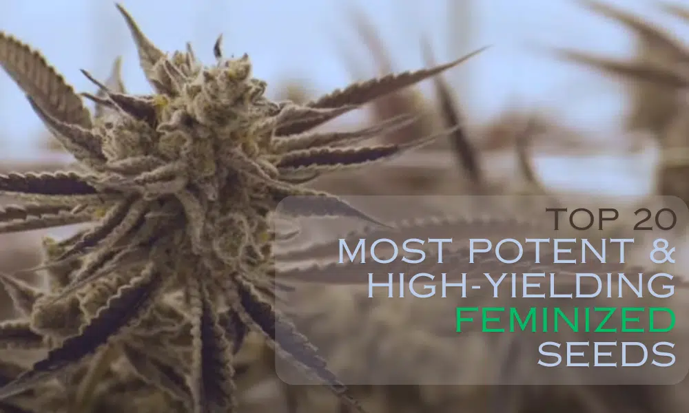 best feminized seeds to grow